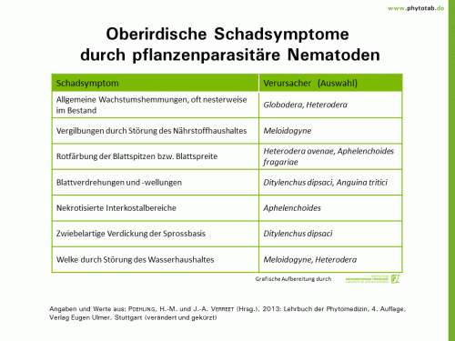 Oberirdische Schadsymptome durch pflanzenparasitäre Nematoden - Nematoden, Symptomatik/Diagnostik - Nematoden, Symptomatik/Diagnostik