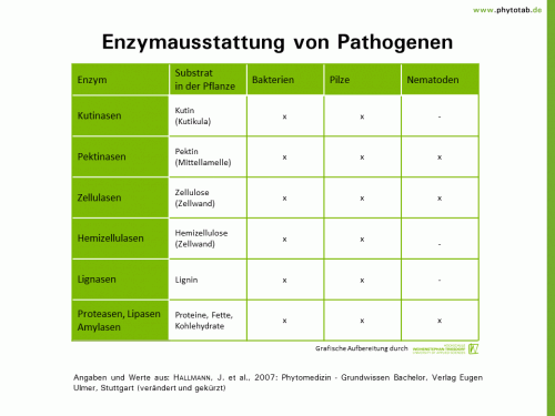 Bild anklicken (=groß), dann mit rechter Maustaste kopieren und direkt formatfüllend in Power Point einfügen Enzymausstattung von Pathogenen - Bakterien, Nematoden, Pilze - Bakterien, Enzyme, Nematoden, Pilze