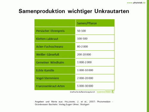 Bild anklicken (=groß), dann mit rechter Maustaste kopieren und direkt formatfüllend in Power Point einfügen Samenproduktion wichtiger Unkrautarten - Unkräuter - Samen, Unkräuter