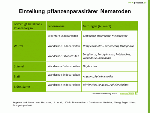 Bild anklicken (=groß), dann mit rechter Maustaste kopieren und direkt formatfüllend in Power Point einfügen Einteilung pflanzenparasitärer Nematoden - Nematoden - Nematoden