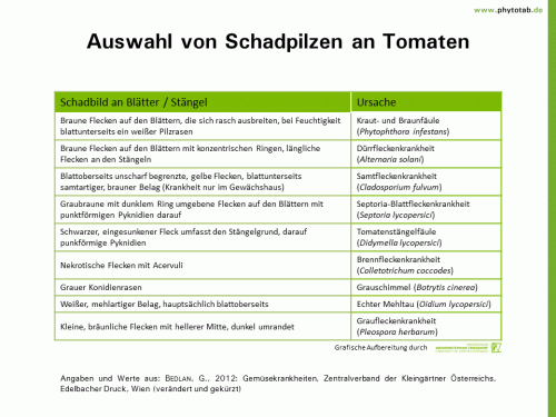 Auswahl von Schadpilzen an Tomaten - Pilze, Symptomatik/Diagnostik - Gemüse, Pilze, Symptomatik/Diagnostik, Tomate