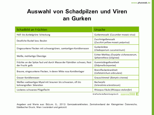 Auswahl von Schadpilzen und Viren  an Gurken - Pilze, Symptomatik/Diagnostik, Viren - Gemüse, Gurke, Pilze, Symptomatik/Diagnostik, Viren