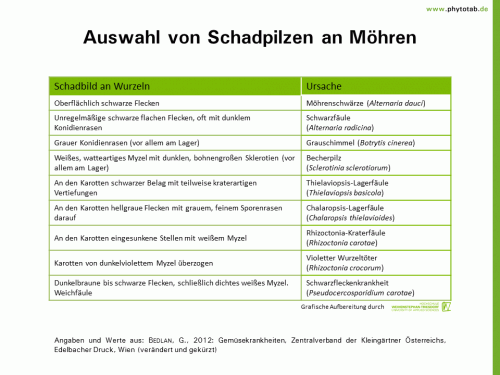 Auswahl von Schadpilzen an Möhren - Pilze, Symptomatik/Diagnostik - Gemüse, Möhre, Pilze, Symptomatik/Diagnostik