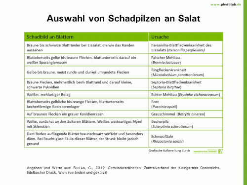 Auswahl von Schadpilzen an Salat - Pilze, Symptomatik/Diagnostik - Gemüse, Pilze, Salat, Symptomatik/Diagnostik