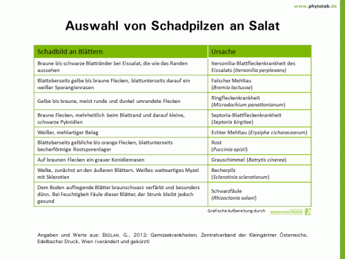 Bild anklicken (=groß), dann mit rechter Maustaste kopieren und direkt formatfüllend in Power Point einfügen Auswahl von Schadpilzen an Salat - Pilze, Symptomatik/Diagnostik - Gemüse, Pilze, Salat, Symptomatik/Diagnostik