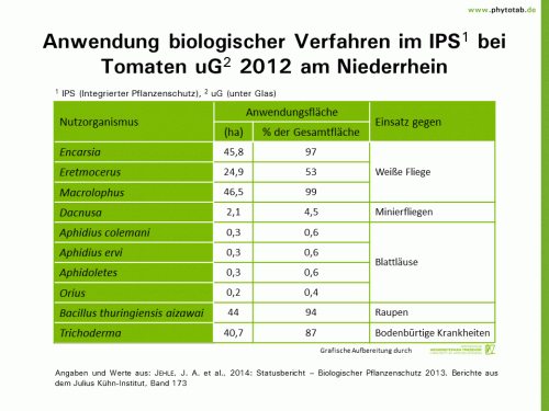 Anwendung biologischer Verfahren im IPS bei Tomaten uG 2012 am Niederrhein - Biologischer Pflanzenschutz, Pflanzenschutz - Biologscher Pflanzenschutz, Gemüse, Nützlinge, Pflanzenschutz, Tomate