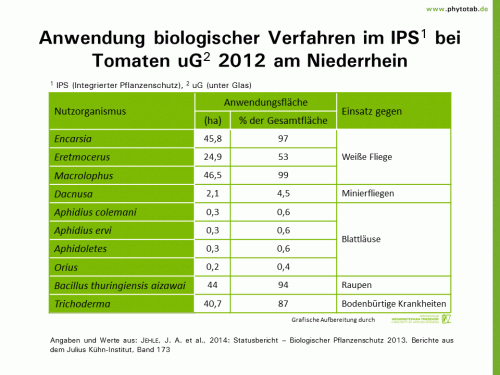 Bild anklicken (=groß), dann mit rechter Maustaste kopieren und direkt formatfüllend in Power Point einfügen Anwendung biologischer Verfahren im IPS bei Tomaten uG 2012 am Niederrhein - Biologischer Pflanzenschutz, Pflanzenschutz - Biologscher Pflanzenschutz, Gemüse, Nützlinge, Pflanzenschutz, Tomate