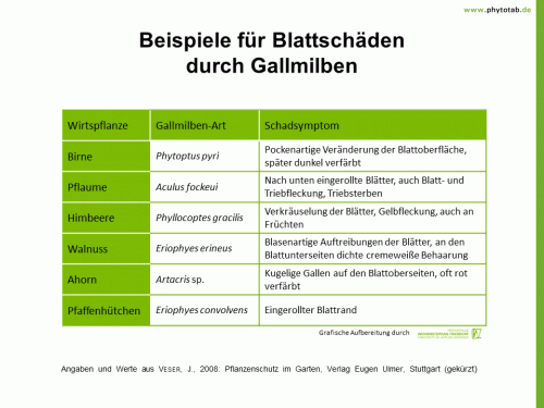 Beispiele für Blattschäden durch Gallmilben - Arthropoden, Spinnentiere/Tausendfüßler, Symptomatik/Diagnostik - Arthropoden, Gallmilben, Spinnentiere/Tausendfüßer, Symptomatik/Diagnostik