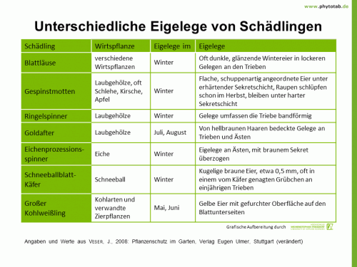 Unterschiedliche Eigelege von Schädlingen - Arthropoden, Käfer/Schmetterlinge, Pflanzensauger/Wanzen - Arthropoden, Eigelege, Käfer/Schmetterlinge, Pflanzensauger/Wanzen