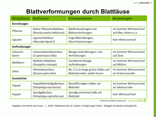 Blattverformungen durch Blattläuse - Arthropoden, Symptomatik/Diagnostik - Arthropoden, Blattläuse, Symptomatik/Diagnostik