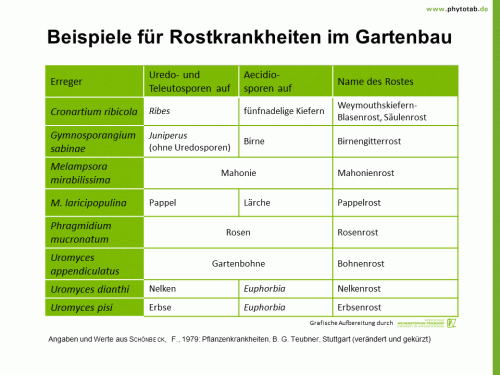 Beispiele für Rostkrankheiten im Gartenbau - Pilze - Pilze, Rostpilze