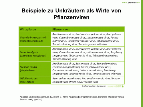 Beispiele zu Unkräutern als Wirte von Pflanzenviren - Unkräuter, Viren - Unkräuter, Viren