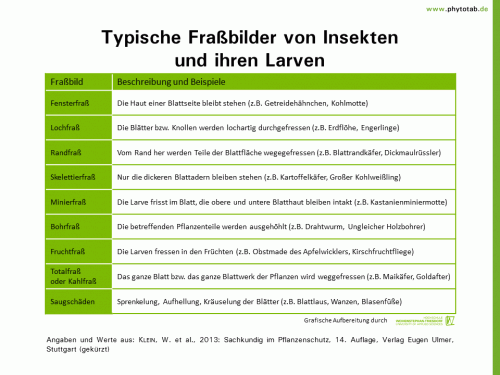 Typische Fraßbilder von Insekten und ihren Larven - Arthropoden, Symptomatik/Diagnostik - Arthropoden, Insekten, Symptomatik/Diagnostik