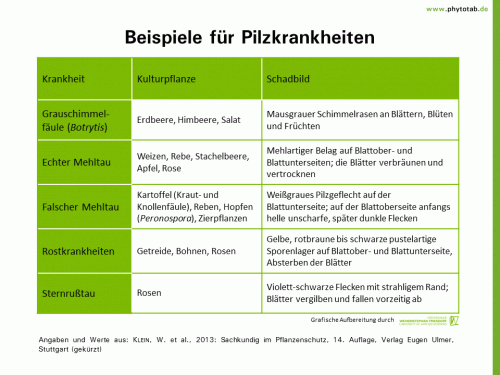 Beispiele für Pilzkrankheiten - Pilze, Symptomatik/Diagnostik - Pilze, Symptomatik/Diagnostik