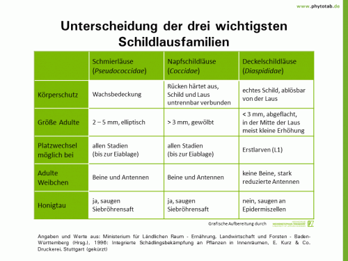 Unterscheidung der drei wichtigsten Schildlausfamilien - Arthropoden, Pflanzensauger/Wanzen, Symptomatik/Diagnostik - Arthropoden, Deckelschildläuse, Napfschildläuse, Schildläuse, Schmierläuse, Symptomatik/Diagnostik