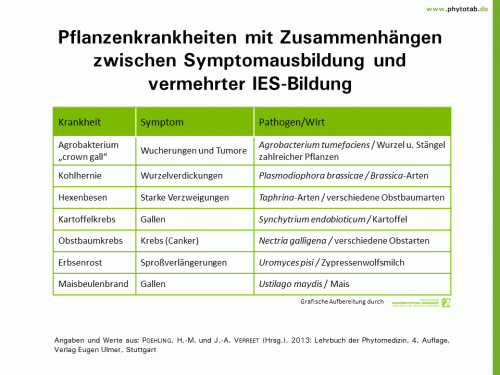 Pflanzenkrankheiten mit Zusammenhängen zwischen Symptomausbildung und vermehrter IES-Bildung - Bakterien, Pilze, Symptomatik/Diagnostik, Wirt-Parasit-Beziehungen - Bakterien, Hormone, IES, Pilze, Symptomatik/Diagnostik, Wirt-Parasit-Beziehungen