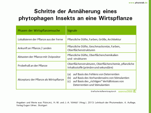 Schritte der Annäherung eines phytophagen Insekts an eine Wirtspflanze - Epidemiologie/Populationsdynamik  - Epidemiologie/Populationsdynamik, Wirtspflanzensuche