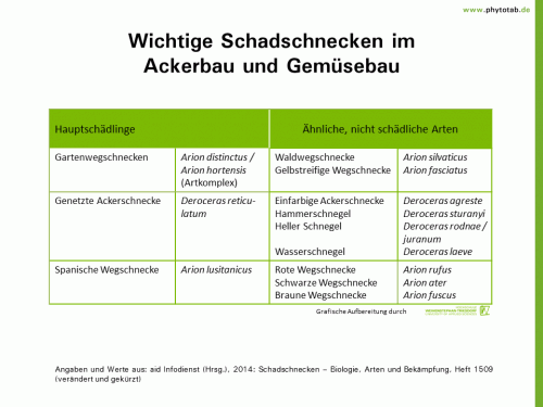 Bild anklicken (=groß), dann mit rechter Maustaste kopieren und direkt formatfüllend in Power Point einfügen Wichtige Schadschnecken im Ackerbau und Gemüsebau - Schnecken - Schnecken