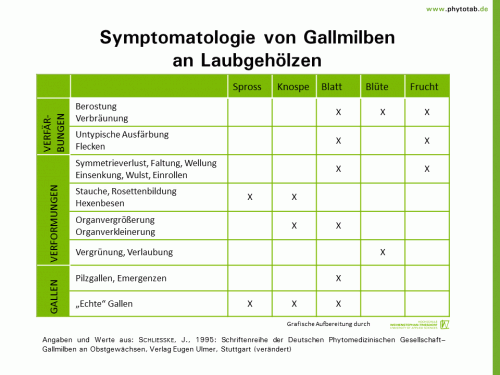 Symptomatologie von Gallmilben an Laubgehölzen - Spinnentiere/Tausendfüßler, Symptomatik/Diagnostik - Spinnentiere/Tausendfüßer, Symptomatik/Diagnostik