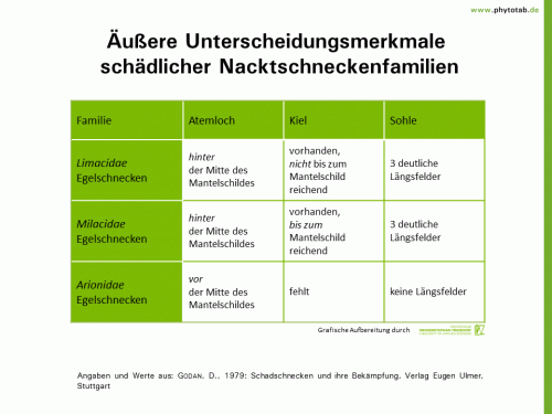 Äußere Unterscheidungsmerkmale schädlicher Nacktschneckenfamilien - Schnecken - Nacktschnecken, Schnecken