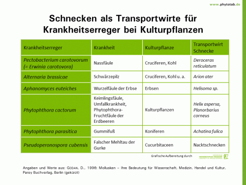 Bild anklicken (=groß), dann mit rechter Maustaste kopieren und direkt formatfüllend in Power Point einfügen Schnecken als Transportwirte für Krankheitserreger bei Kulturpflanzen - Schnecken - Schnecken