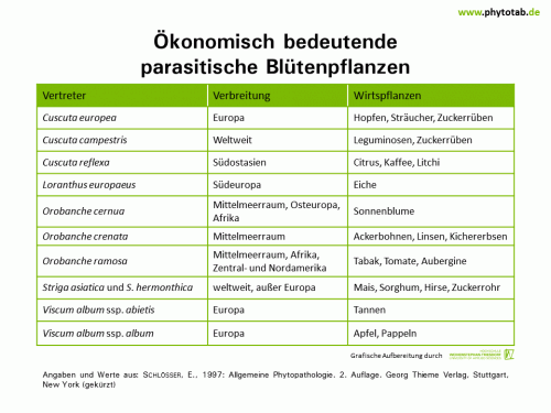 Ökonomisch bedeutende parasitische Blütenpflanzen - Symptomatik/Diagnostik, Wirt-Parasit-Beziehungen - Mistel, Parasitische Blütenpflanzen, Symptomatik/Diagnostik, Wirt-Parasit-Beziehungen