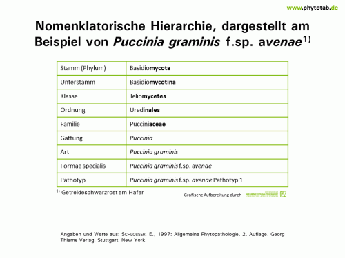 Nomenklatorische Hierarchie, dargestellt am Beispiel von Puccinia graminis f.sp. avenae - Pilze, Pilze, Wirt-Parasit-Beziehungen - Nomenklatur, Pilze, Rostpilze, Wirt-Parasit-Beziehungen