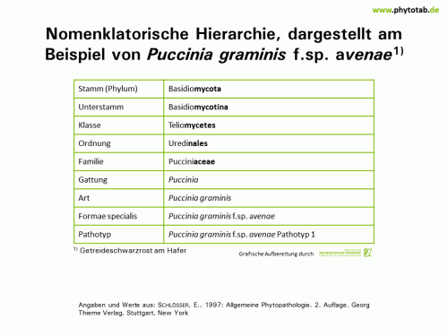 Bild anklicken (=groß), dann mit rechter Maustaste kopieren und direkt formatfüllend in Power Point einfügen Nomenklatorische Hierarchie, dargestellt am Beispiel von Puccinia graminis f.sp. avenae - Pilze, Pilze, Wirt-Parasit-Beziehungen - Nomenklatur, Pilze, Rostpilze, Wirt-Parasit-Beziehungen