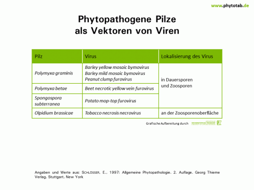 Phytopathogene Pilze als Vektoren von Viren - Pilze, Viren - Pilze, Vektoren, Viren