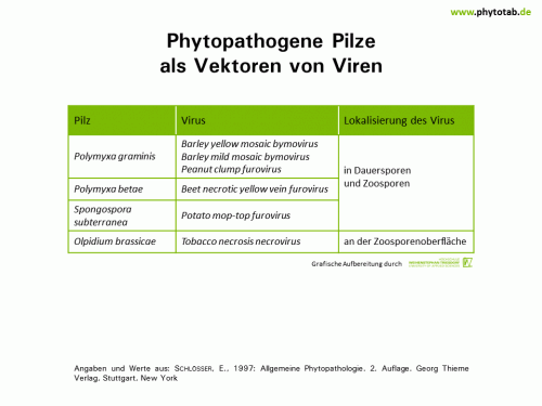 Bild anklicken (=groß), dann mit rechter Maustaste kopieren und direkt formatfüllend in Power Point einfügen Phytopathogene Pilze als Vektoren von Viren - Pilze, Viren - Pilze, Vektoren, Viren