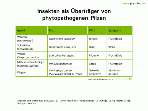 Insekten als Überträger von phytopathogenen Pilzen - Arthropoden, Epidemiologie/Populationsdynamik  - Arthropoden, Epidemiologie/Populationsdynamik, Insekten, Vektoren