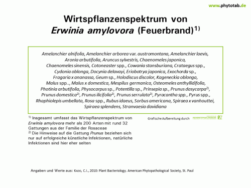 Wirtspflanzenspektrum von Erwinia amylovora (Feuerbrand) - Bakterien - Bakterien, Feuerbrand