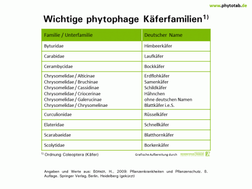 Wichtige phytophage Käferfamilien  - Arthropoden, Käfer/Schmetterlinge - Arthropoden, Käfer, Käfer/Schmetterlinge