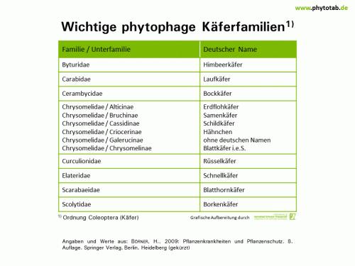 Bild anklicken (=groß), dann mit rechter Maustaste kopieren und direkt formatfüllend in Power Point einfügen Wichtige phytophage Käferfamilien - Arthropoden, Käfer/Schmetterlinge - Arthropoden, Käfer, Käfer/Schmetterlinge