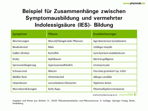 Beispiel für Zusammenhänge zwischen Symptomausbildung und vermehrter Indolessigsäure (IES)- Bildung - Pilze, Symptomatik/Diagnostik - IES, Phytohormone, Pilze, Symptomatik/Diagnostik