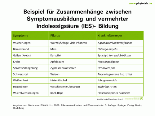 Bild anklicken (=groß), dann mit rechter Maustaste kopieren und direkt formatfüllend in Power Point einfügen Beispiel für Zusammenhänge zwischen Symptomausbildung und vermehrter Indolessigsäure (IES)- Bildung - Pilze, Symptomatik/Diagnostik - IES, Phytohormone, Pilze, Symptomatik/Diagnostik