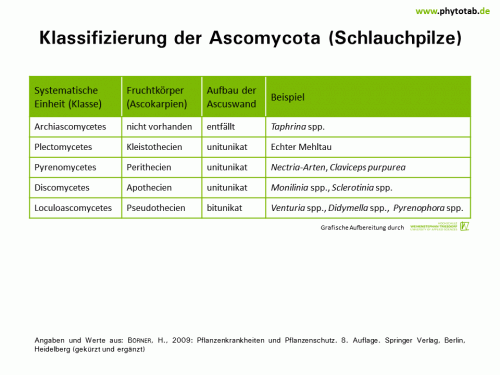 Klassifizierung der Ascomycota (Schlauchpilze) - Pilze - Fruchtkörper, Pilze, Schlauchpilze