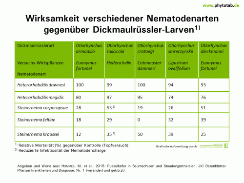 Wirksamkeit verschiedener Nematodenarten gegenüber Dickmaulrüssler-Larven - Arthropoden, Biologischer Pflanzenschutz, Käfer/Schmetterlinge, Nematoden, Pflanzenschutz - Arthropoden, Biologscher Pflanzenschutz, Dickmaulrüssler, Käfer/Schmetterlinge, Nematoden, Pflanzenschutz