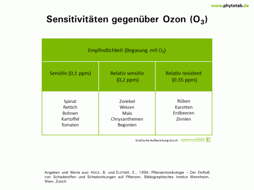 Bild anklicken (=groß), dann mit rechter Maustaste kopieren und direkt formatfüllend in Power Point einfügen Sensitivitäten gegenüber Ozon (O<sub>3</sub>) - Abiotische Schadursachen - Abiotische Schadursachen, Ozon
