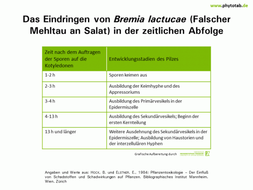 Das Eindringen von <em>Bremia lactucae</em> (Falscher Mehltau an Salat) in der zeitlichen Abfolge - Pilze, Wirt-Parasit-Beziehungen - Falscher Mehltau, Pilze, Wirt-Parasit-Beziehungen