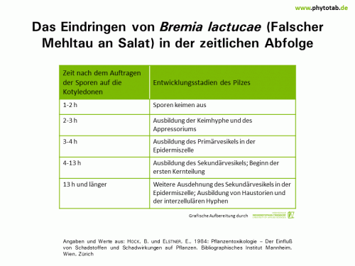 Bild anklicken (=groß), dann mit rechter Maustaste kopieren und direkt formatfüllend in Power Point einfügen Das Eindringen von <em>Bremia lactucae</em> (Falscher Mehltau an Salat) in der zeitlichen Abfolge - Pilze, Wirt-Parasit-Beziehungen - Falscher Mehltau, Pilze, Wirt-Parasit-Beziehungen