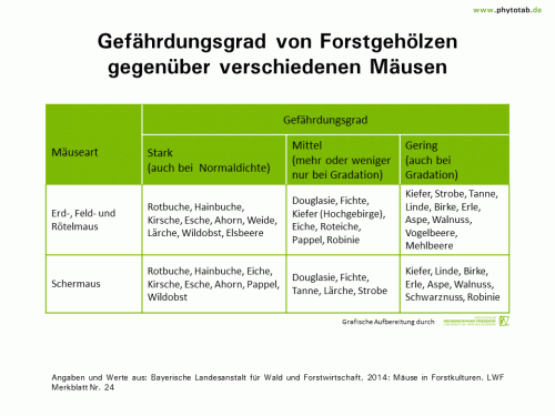 Bild anklicken (=groß), dann mit rechter Maustaste kopieren und direkt formatfüllend in Power Point einfügen Gefährdungsgrad von Forstgehölzen gegenüber verschiedenen Mäusen - Wirbeltiere - Mäuse, Schermaus, Wirbeltiere