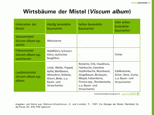 Wirtsbäume von Misteln (Viscum album) - Wirt-Parasit-Beziehungen - Mistel, Wirt-Parasit-Beziehungen