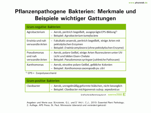 Bild anklicken (=groß), dann mit rechter Maustaste kopieren und direkt formatfüllend in Power Point einfügen Pflanzenpathogene Bakterien: Merkmale und Beispiele wichtiger Gattungen - Bakterien - Bakterien