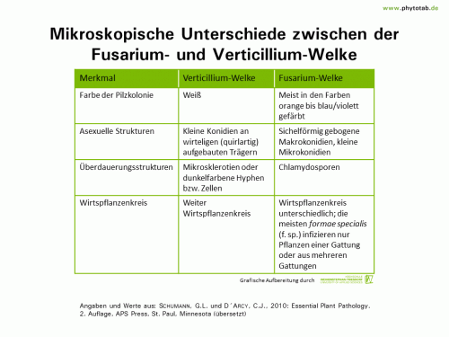 Mikroskopische Unterschiede zwischen der Fusarium- und Verticillium-Welke - Pilze, Symptomatik/Diagnostik - Fusarium, Pilze, Symptomatik/Diagnostik, Verticillium