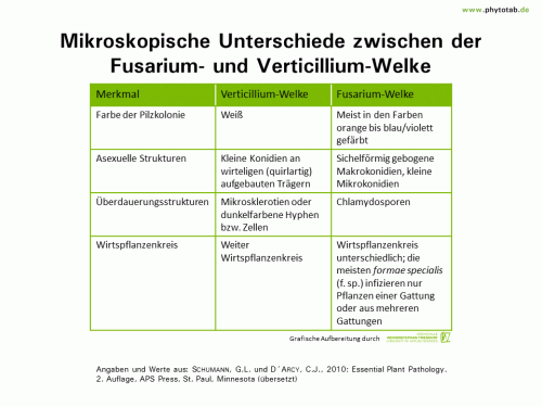 Bild anklicken (=groß), dann mit rechter Maustaste kopieren und direkt formatfüllend in Power Point einfügen Mikroskopische Unterschiede zwischen der Fusarium- und Verticillium-Welke - Pilze, Symptomatik/Diagnostik - Fusarium, Pilze, Symptomatik/Diagnostik, Verticillium