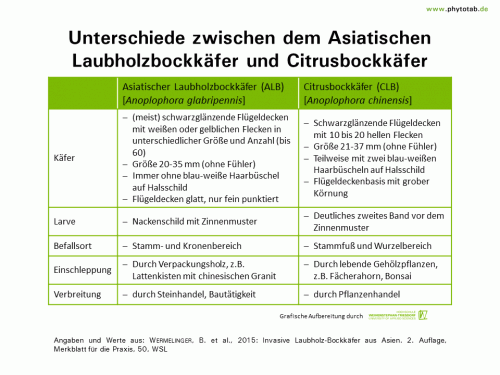 Unterschiede zwischen dem Asiatischen Laubholzbockkäfer und Citrusbockkäfer - Arthropoden, Käfer/Schmetterlinge, Symptomatik/Diagnostik - ALB, Arthropoden, CLB, Käfer/Schmetterlinge, Symptomatik/Diagnostik