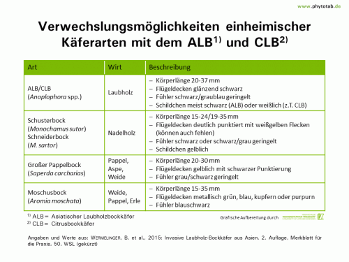 Bild anklicken (=groß), dann mit rechter Maustaste kopieren und direkt formatfüllend in Power Point einfügen Verwechslungsmöglichkeiten einheimischer Käferarten mit dem ALB und CLB - Arthropoden, Käfer/Schmetterlinge, Symptomatik/Diagnostik - ALB, Arthropoden, CLB, Käfer/Schmetterlinge, Symptomatik/Diagnostik