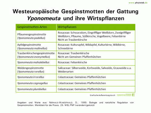 Westeuropäische Gespinstmotten der Gattung Yponomeuta und ihre Wirtspflanzen - Arthropoden, Käfer/Schmetterlinge, Symptomatik/Diagnostik - Arthropoden, Gespinstmotten, Käfer/Schmetterlinge, Symptomatik/Diagnostik