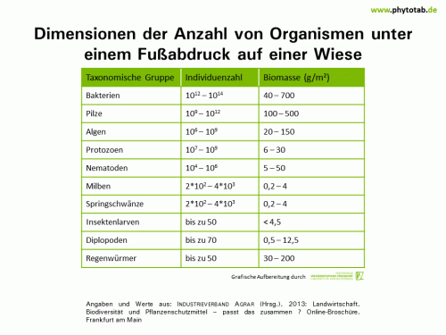 Bild anklicken (=groß), dann mit rechter Maustaste kopieren und direkt formatfüllend in Power Point einfügen Dimensionen der Anzahl von Organismen unter einem Fußabdruck auf einer Wiese - Biologischer Pflanzenschutz, Pflanzenschutz - Biologscher Pflanzenschutz, Boden, Pflanzenschutz
